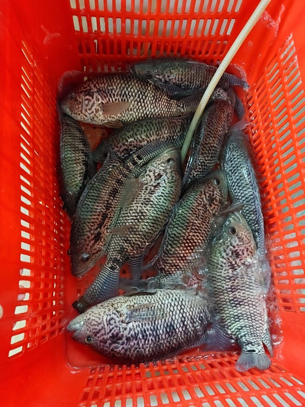 花班魚