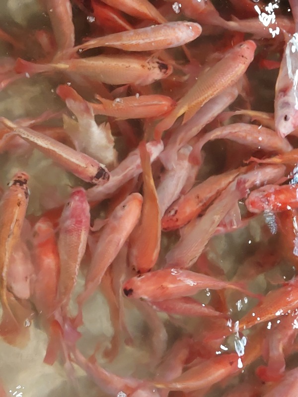 紅鰂魚
