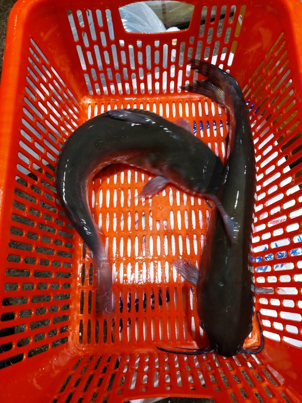 鉗魚,杉尾