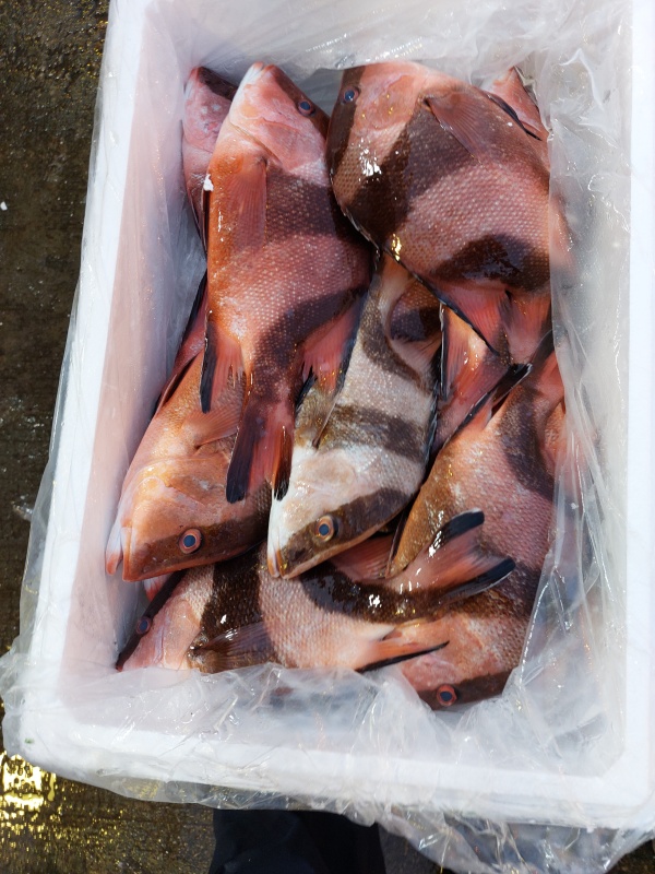 三刀魚