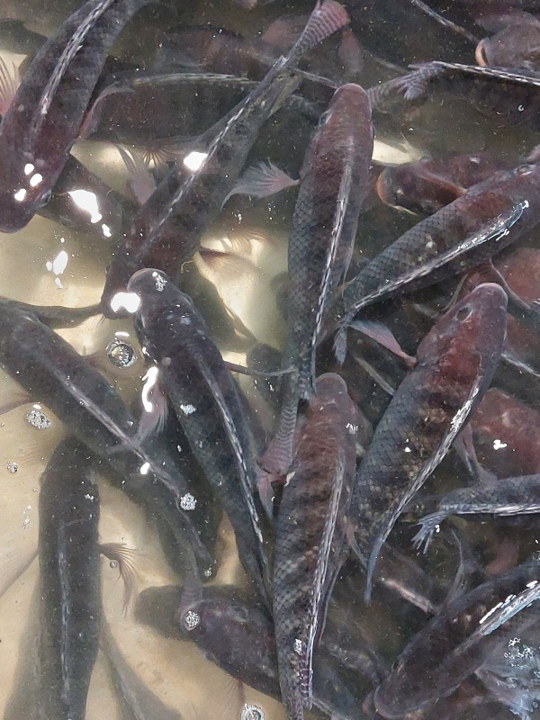 羅非魚