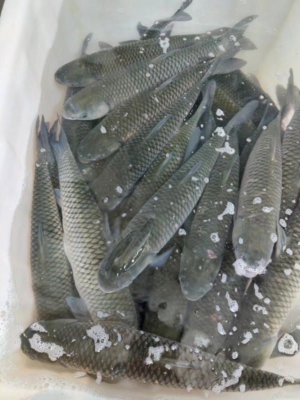 鯇魚