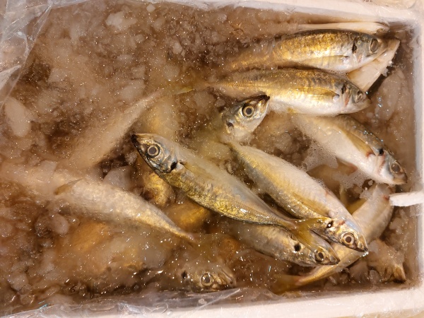 青池