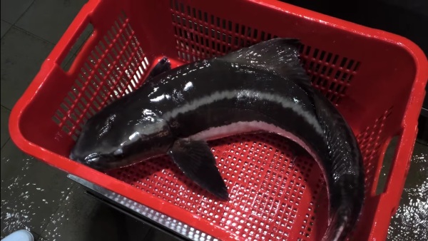 魚仲