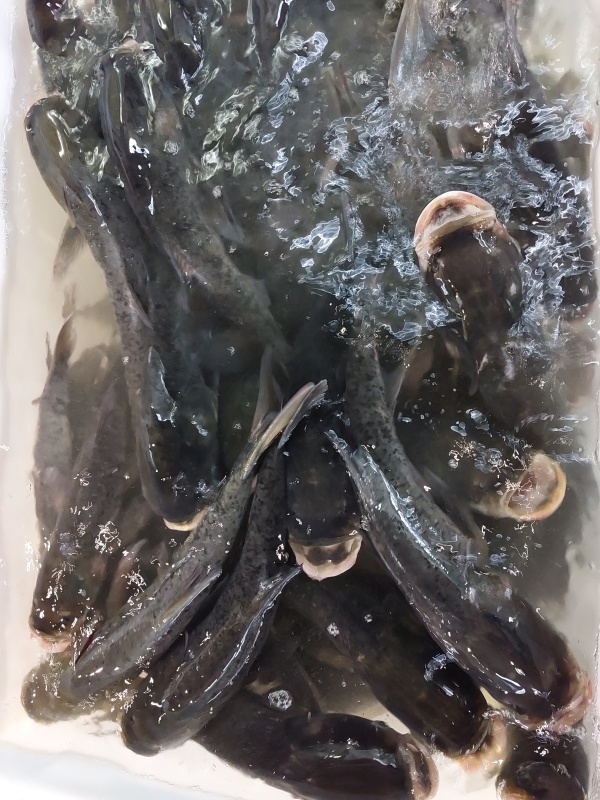 大頭魚