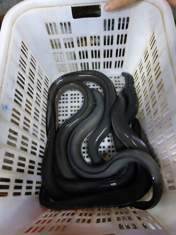 白鱔