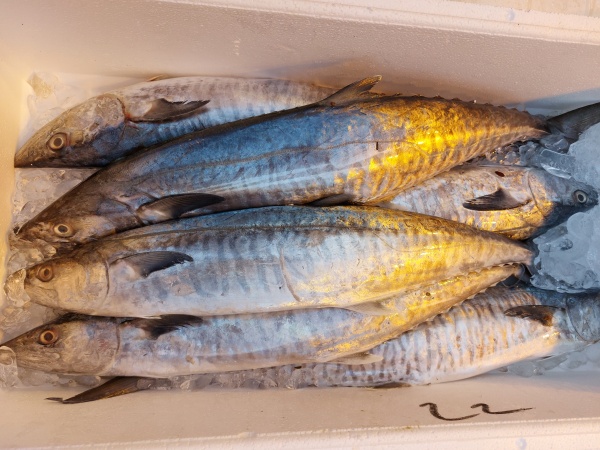 馬鮫