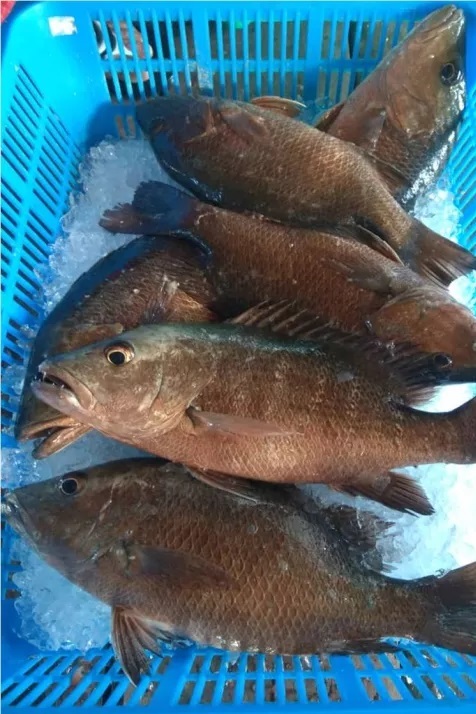 紅友