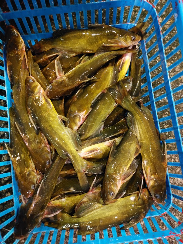 黃骨魚