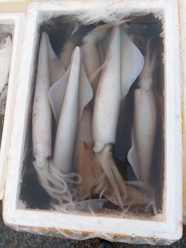 長鮮魷