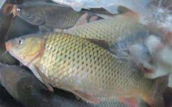 鯉魚(秋冬天)