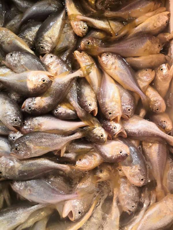 獅頭魚