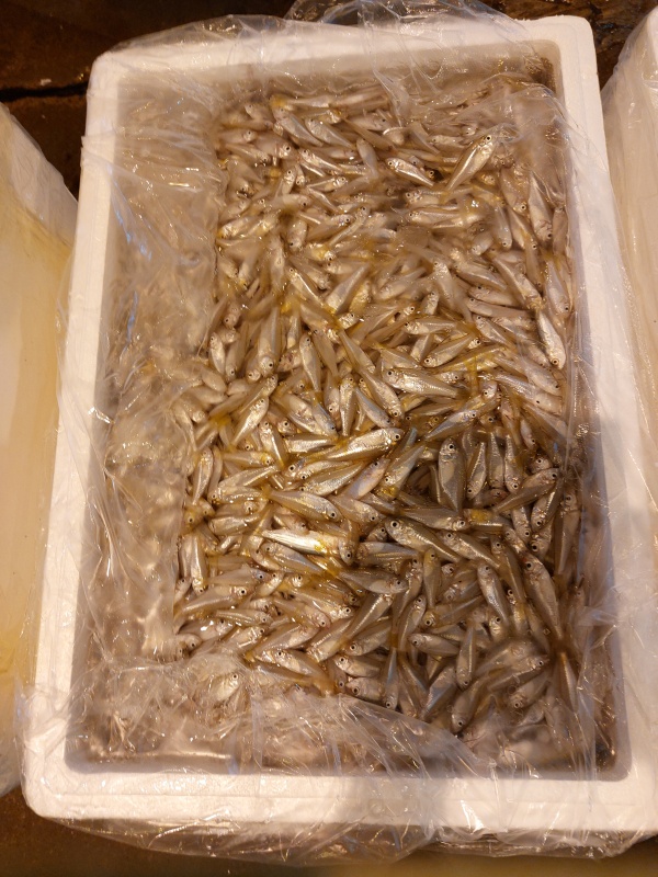 梭羅魚
