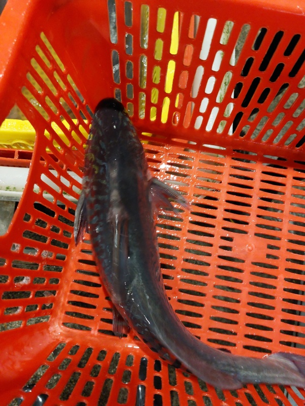 江豚魚