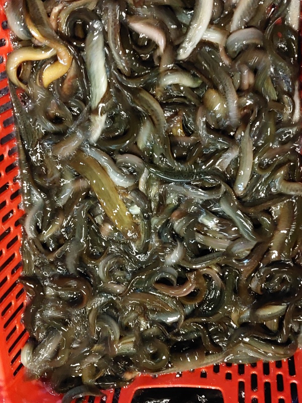 泥鰍